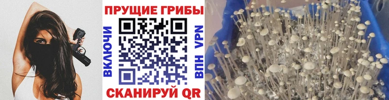 дарнет шоп  Михайлов  Псилоцибиновые грибы Psilocybe 